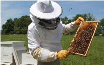 Πρωτοβουλία του Μάνου Κόνσολα για να επιτραπεί η μετακίνηση των μελισσοκόμων της Κω στην Κάλυμνο