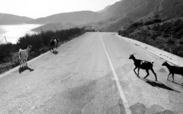 Οι Καλυμνιές – Ο Πετροπόλεμος – Οι «Καμπανέλοι» και ο Ερντογάν