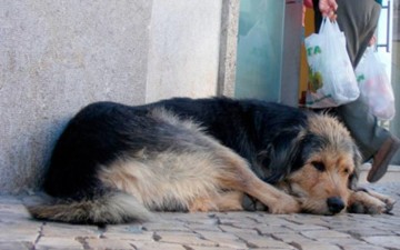 Συνελήφθη 58χρονος ημεδαπός για θανάτωση σκύλου στην Κω