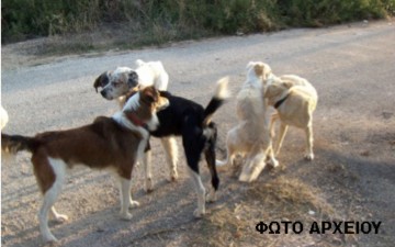 Αγέλες σκυλιών περιμετρικά του αεροδρομίου