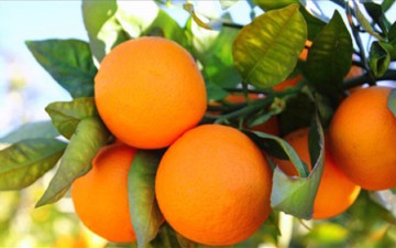 Γιορτή πορτοκαλιού την Κυριακή 3 Απριλίου