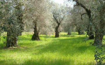 Ηλεκτρονικά ο διαγωνισμός δακοκτονίας