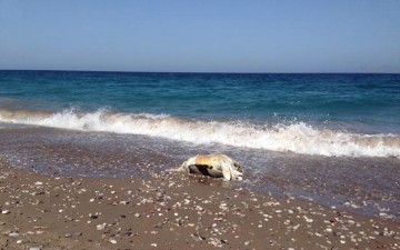 Νεκρή χελώνα εκβράστηκε χθες στα Κρητικά