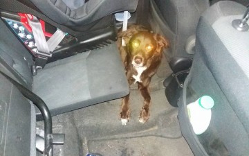 Κινητοποιήθηκαν δεκάδες φιλόζωοι για έναν σκύλο παρατημένο σε αυτοκίνητο