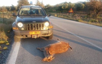 Νέο τροχαίο με ελάφι  στη Νότια Ρόδο