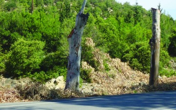 Σε πόσα… χρόνια θα  απομακρυνθούν τα κλαδιά;