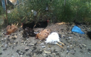 Σκυλιά κατασπάραξαν κότες στην Ιαλυσό