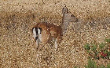 Αγανακτισμένοι οι κάτοικοι της Νότιας Ρόδου από τις καταστροφές στις καλλιέργειες