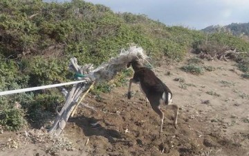 Η Ρόδος χρειάζεται  το Πλατόνι και το  Πλατόνι τη Ρόδο