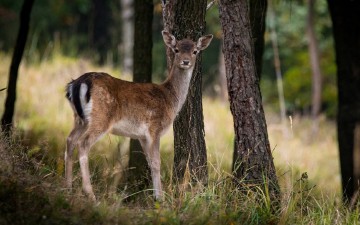 Καταστρέφονται οι καλλιέργειες στη Νότια Ρόδο από τα ελάφια
