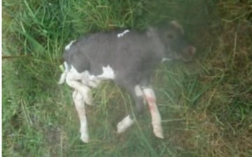 Απίστευτο!!! Κοράκια επιτέθηκαν και σκότωσαν δύο νεογέννητα γελάδια