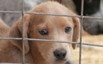 Η κακοποίηση “δολοφονία” αδέσποτου ζώου, σκύλου επισύρει διοικητικό πρόστιμο 30.000 ευρώ