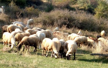 Έκκληση των αγροτών για τα αδέσποτα αιγοπρόβατα και τα ελάφια