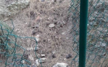 Από την... τρύπια περίφραξη  «θανατώθηκαν» τα ελαφάκια στο Ροδίνι