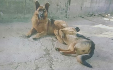 Εκτέλεσαν δύο πανέμορφα λυκόσκυλα στη Ρόδο