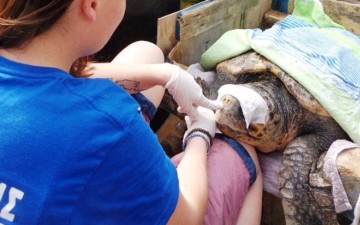 Η χελώνα Άρτεμις επιστρέφει στη Λέρο και το Ανατολικό Αιγαίο