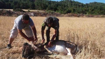 Ελάφι αιχμαλωτίστηκε σε πλαστική περίφραξη