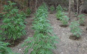 Συνελήφθη 65χρονος στη Ρόδο για κατοχή και καλλιέργεια δενδρυλλίων κάνναβης