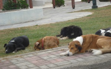 Το Σεπτέμβριο η δίκη για την κακοποίηση των σκυλιών
