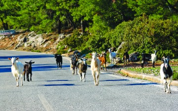 Έπεσε σε... κοπάδι με κατσίκια και έσπασε το πόδι του 