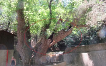 Τεράστιος κλώνος έσπασε στην κοιλάδα των Πεταλούδων