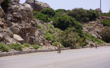 Κατσίκι προκάλεσε... τροχαίο ατύχημα στη Λάρδο - Σε κρίσιμη κατάσταση ο οδηγός δικύκλου