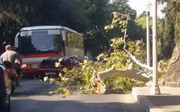 Ρόδος: Τεράστιος κλώνος δέντρου έσπασε στην οδό Δημοκρατίας