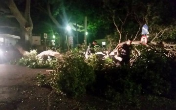 Κατέρρευσε τεράστιος κλώνος δέντρου στο κέντρο της Ρόδου (φωτορεπορτάζ)