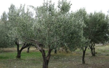 Έναρξη δολωματικών ψεκασμών δακοκτονίας και στην Ρόδο