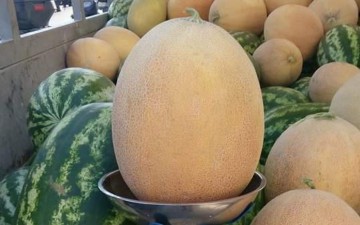 Πεπόνι... γίγας στην Αρνίθα – Ζυγίστηκε 7,2 κιλά!