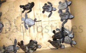 Φρεσκογεννημένα χελωνάκια στην παραλία του Γροίκου