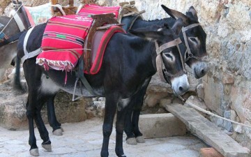 Στο στόχαστρο του ΣΔΟΕ τα γαϊδουράκια της Λίνδου