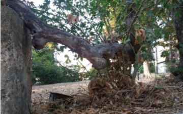 Ρόδος: Κατέρρευσε τεράστιος κλώνος και προσγειώθηκε σε αυτοκίνητο