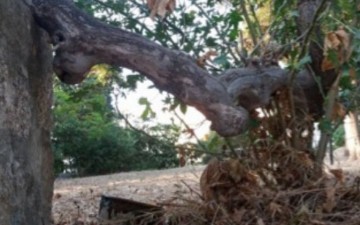 Κατέρρευσε κλώνος