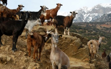 Συνελήφθησαν επειδή έκλεψαν 7 κατσίκες 