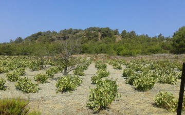 Σε απελπισία οι αγρότες των χωριών Σιάννα και Έμπωνας