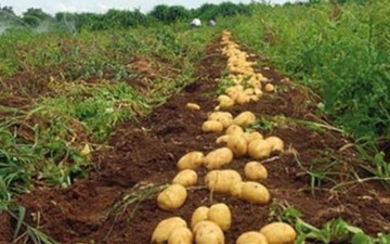 Χορήγηση στρεμματικής  ενίσχυσης για τους καλλιεργητές φθινοπωρινής πατάτας