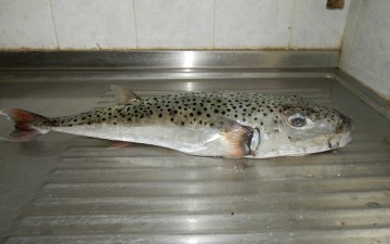 Άμεση ανάγκη αντιμετώπισης των κινδύνων από την εξάπλωση τοξικών ψαριών 