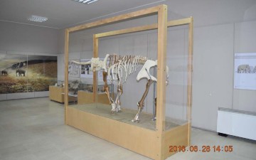 Τρισδιάστατος ο ελέφαντας της Τήλου από χθες στο Μουσείο Γεωλογίας και Παλαιοντολογίας