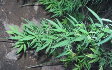 Σύλληψη δύο ατόμων στη Ρόδο για καλλιέργεια δενδρυλλίων κάνναβης στο σπίτι τους