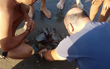 Ξεβράστηκε χελώνα στην Αρχαία Κάμειρο