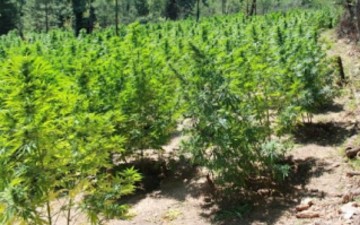 Aσκήθηκαν ποινικές διώξεις για την κατοχή χασίς στη Ρόδο