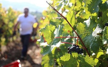 Ξεκίνησε η υποβολή αιτήσεων για τους αμπελώνες