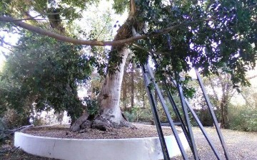 Ξεράθηκε αιωνόβιος πλάτανος στα Τριάντα
