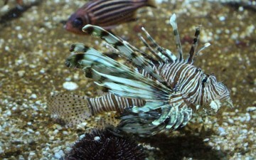 Στο νοσοκομείο της Ρόδου ένας  Ροδίτης από τσίμπημα λεοντόψαρου