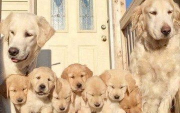 Παθητική κακοποίηση ζώων! Μπορούμε να βοηθήσουμε;