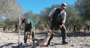 Μάχη μέχρι θανάτου για τα... μάτια μιας ελαφίνας