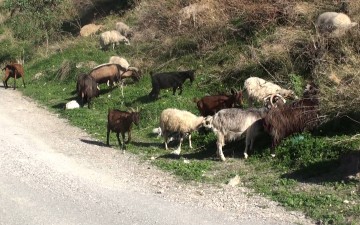 Απάντηση του Φ. Ζαννετίδη  για τα αδέσποτα αιγοπρόβατα στο Ασκληπειό