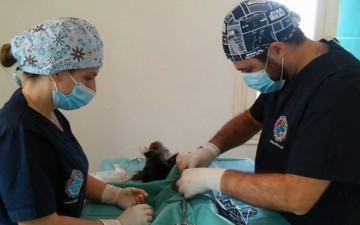Ομάδα εθελοντών κτηνιάτρων στην Κάσο για στειρώσεις και εμβολιασμούς