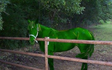 Toυμπεκί ψιλοκομμένο και πράσινα άλογα: Φράσεις λαϊκής σοφίας  και η ερμηνεία τους
